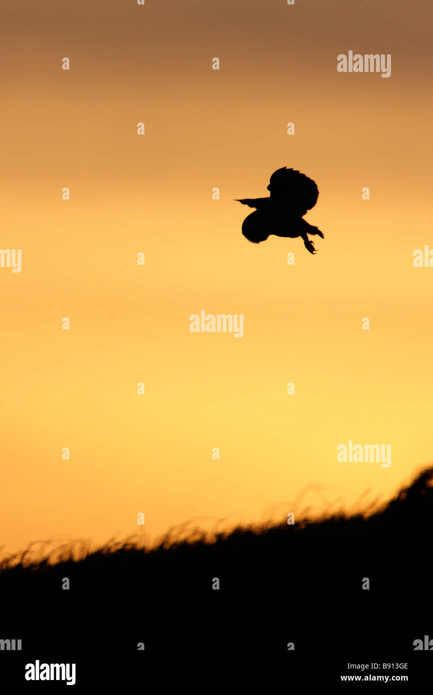 Barbagianni Tyto alba caccia nella luce della sera Foto Stock