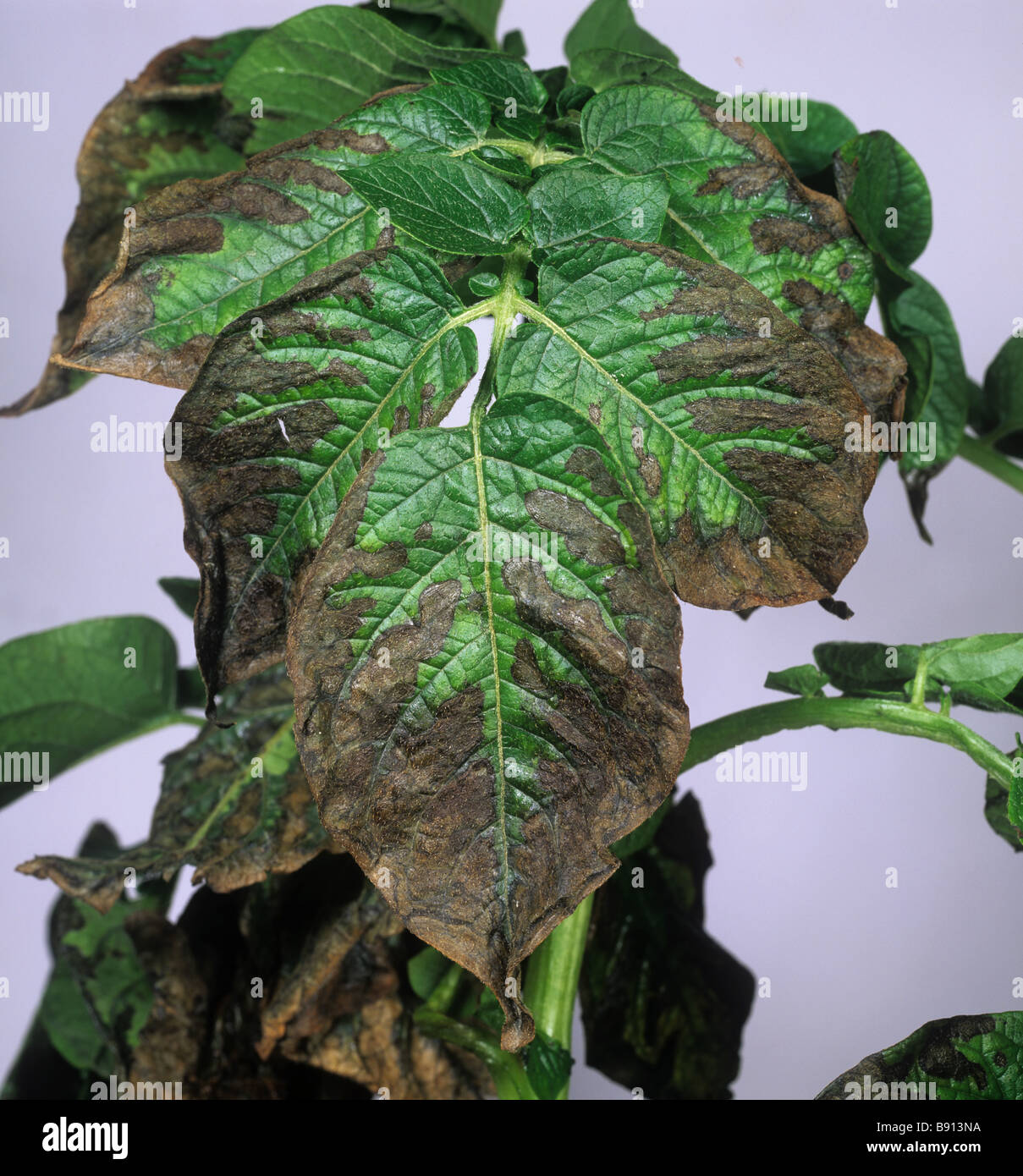 Potato leaf la necrosi la deficienza di magnesio a causa di un numero eccessivo di potassio e di stress della siccità Foto Stock