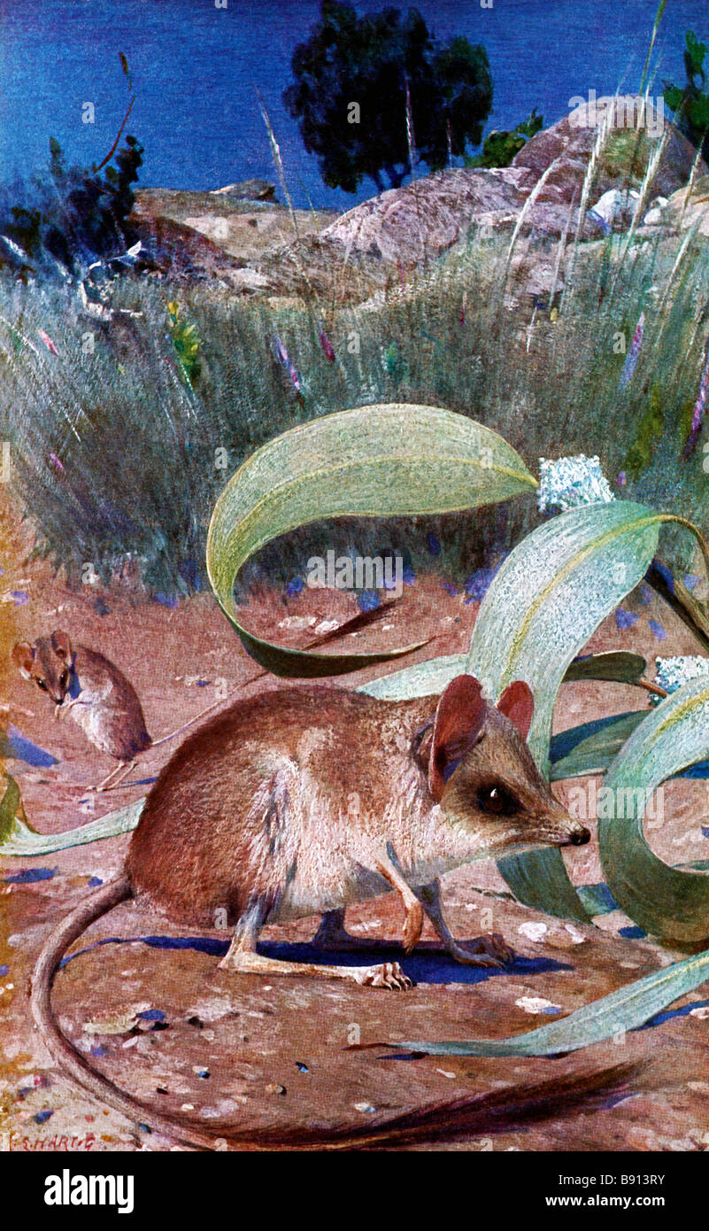 Xix secolo illustrazione (Hartig 1878 - 1938) del Kultarr, Antechinomys laniger, noto anche come il Jerboa-marsupiale. Foto Stock