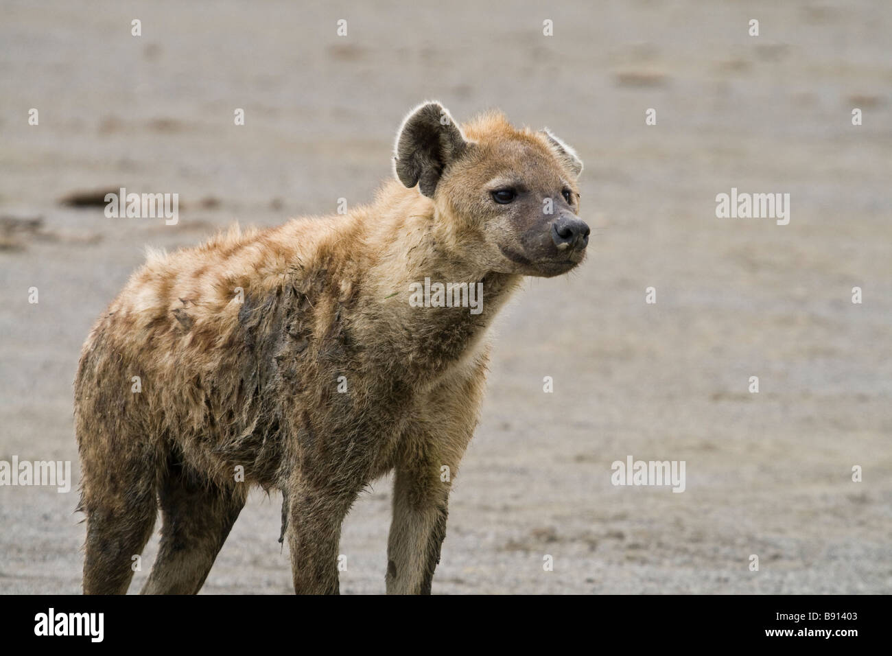 Avvistato iena, o ridere Iena (Crocuta crocuta) vicino al lago Nakuru, Kenya Foto Stock
