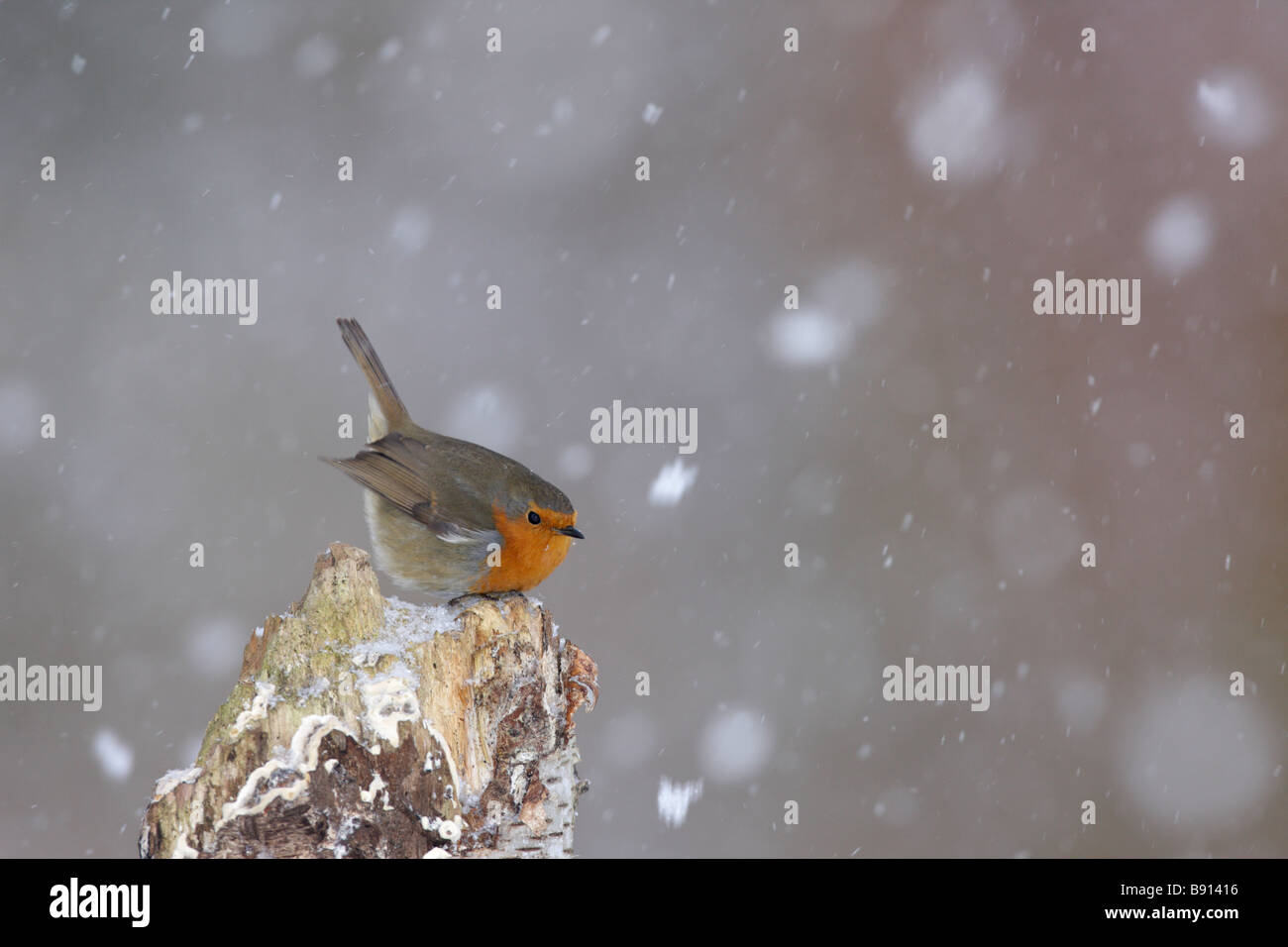 Robin Erithacus rubecula in caduta di neve Foto Stock