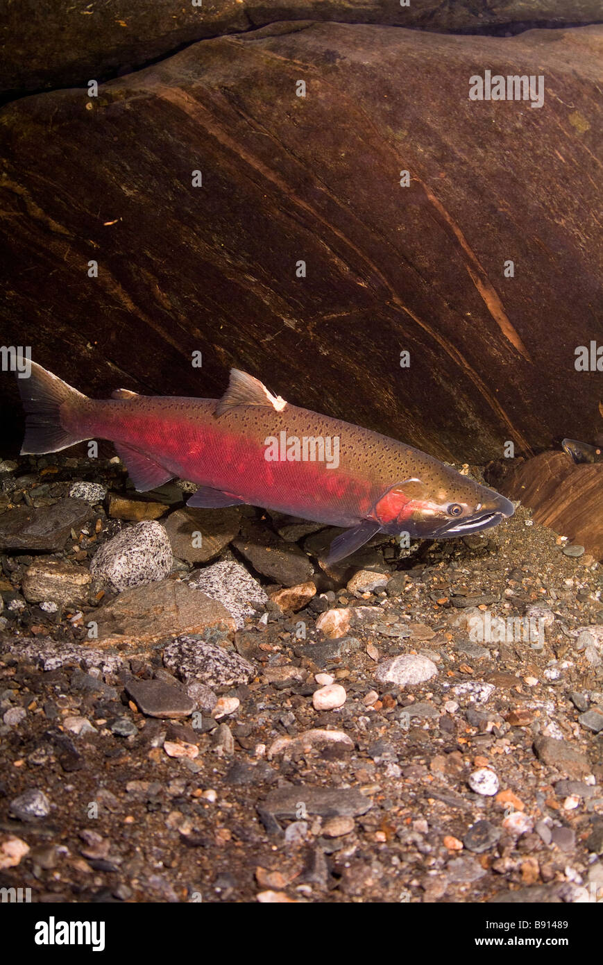 Coho (Salmone Salmone Argento) Oncorhynchus kisutch Juneau Alaska Foto Stock