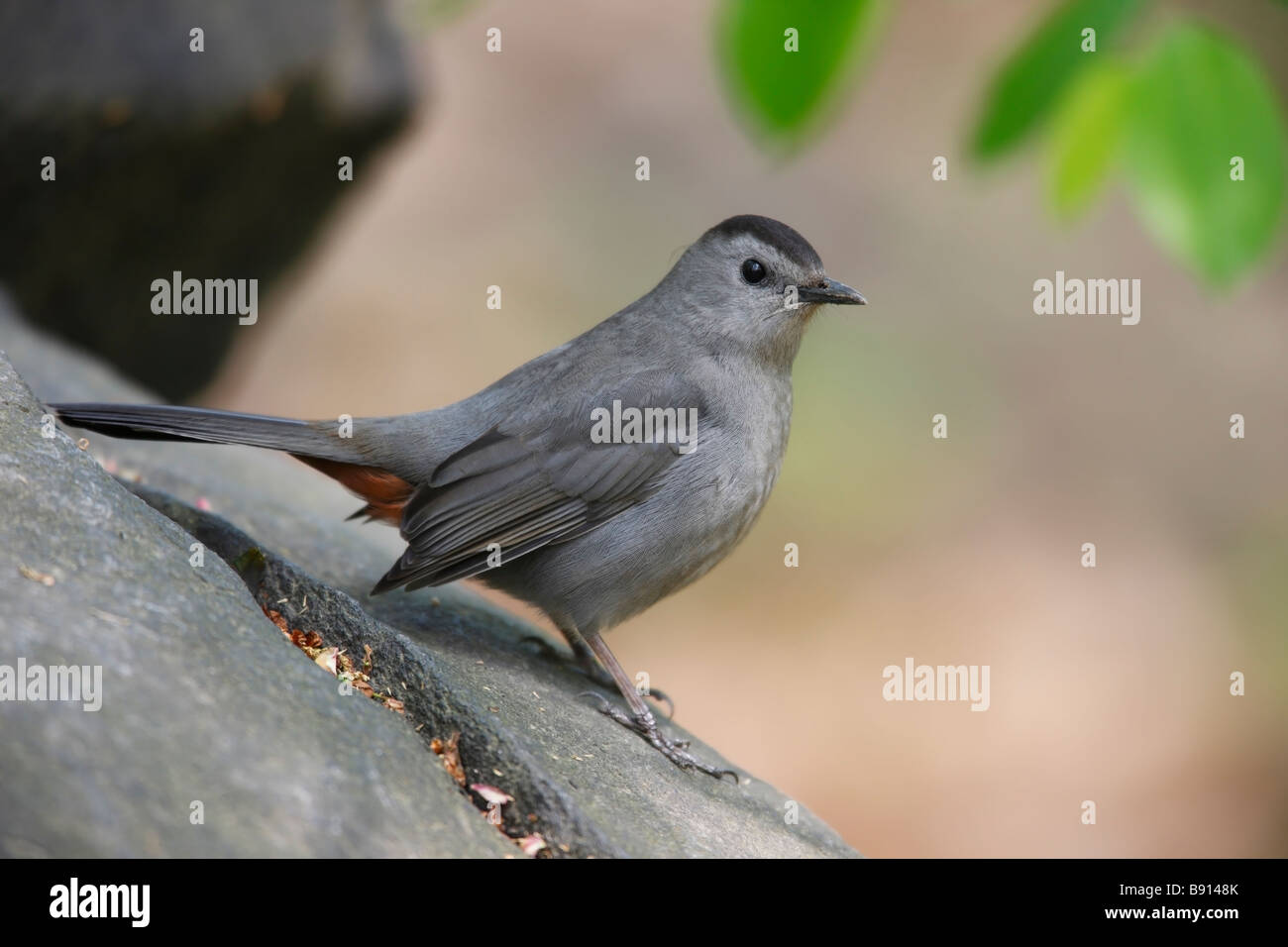 Grigio Dumetella Catbird carolinensis carolinensis seduto su una roccia Foto Stock