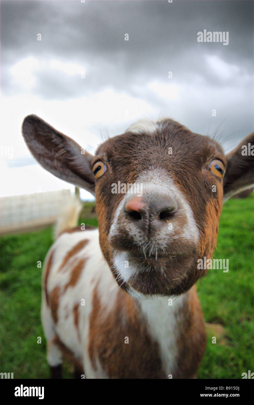 Espressioni del viso Foto Stock