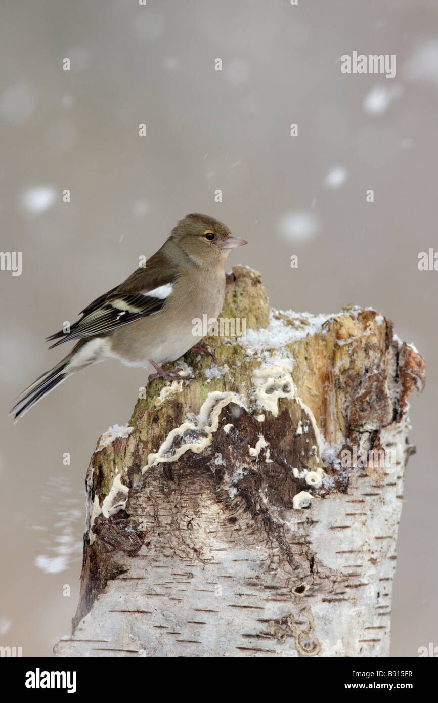 Fringuello Fringilla coelebs in caduta di neve Foto Stock