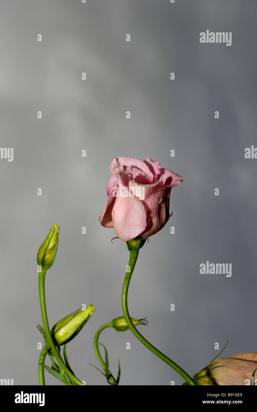 5 di Lisianthus Foto Stock