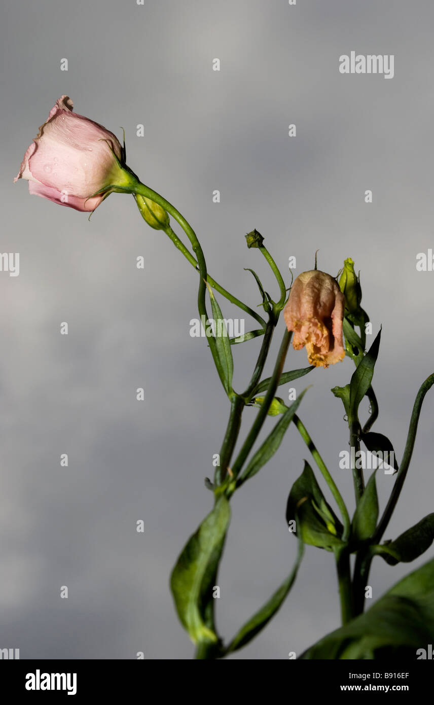 Lisianthus 3 Foto Stock
