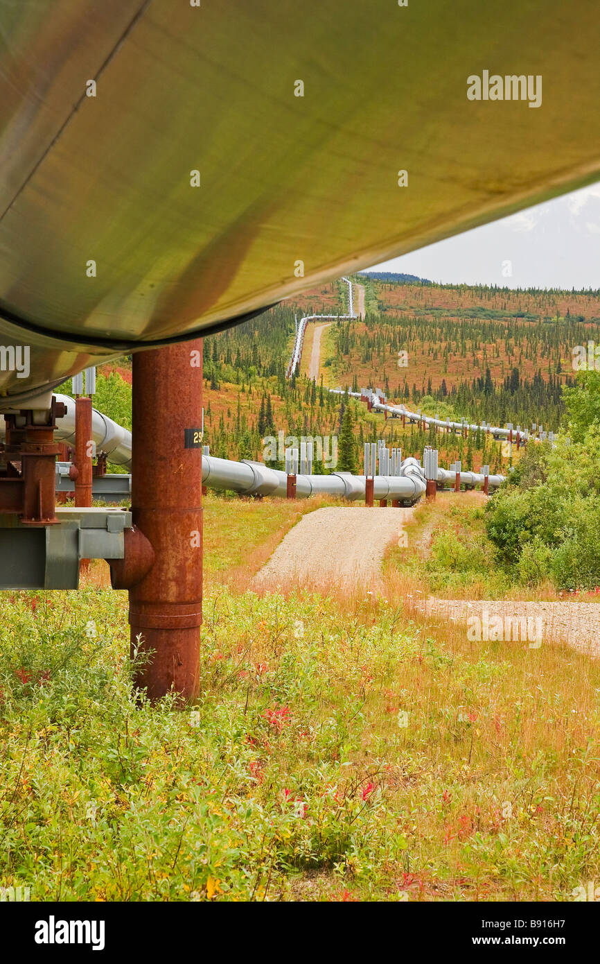 Foto scattata da sotto il lato della Alaskan pipeline seguenti attraverso la caduta tundra colorati. Foto Stock