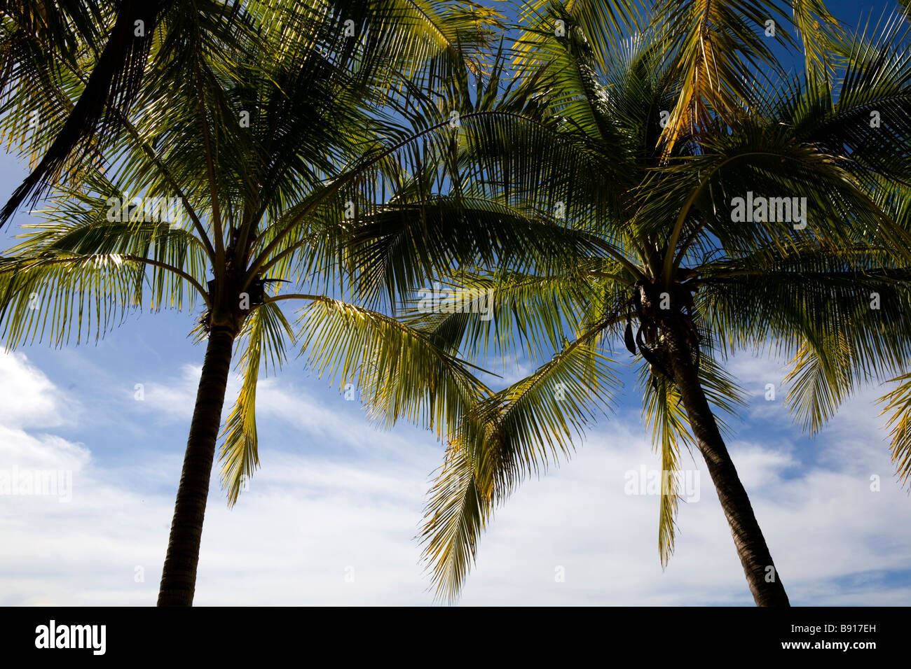 Le palme a Samara Beach in Costa Rica. Foto Stock