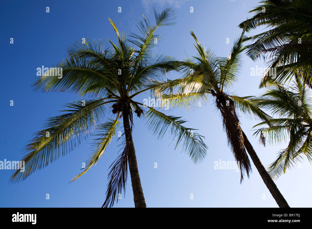 Le palme a Samara Beach in Costa Rica. Foto Stock
