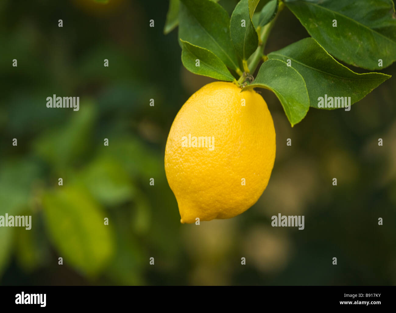 Limone "Lisbona" varietà appeso sul ramo. Foto Stock