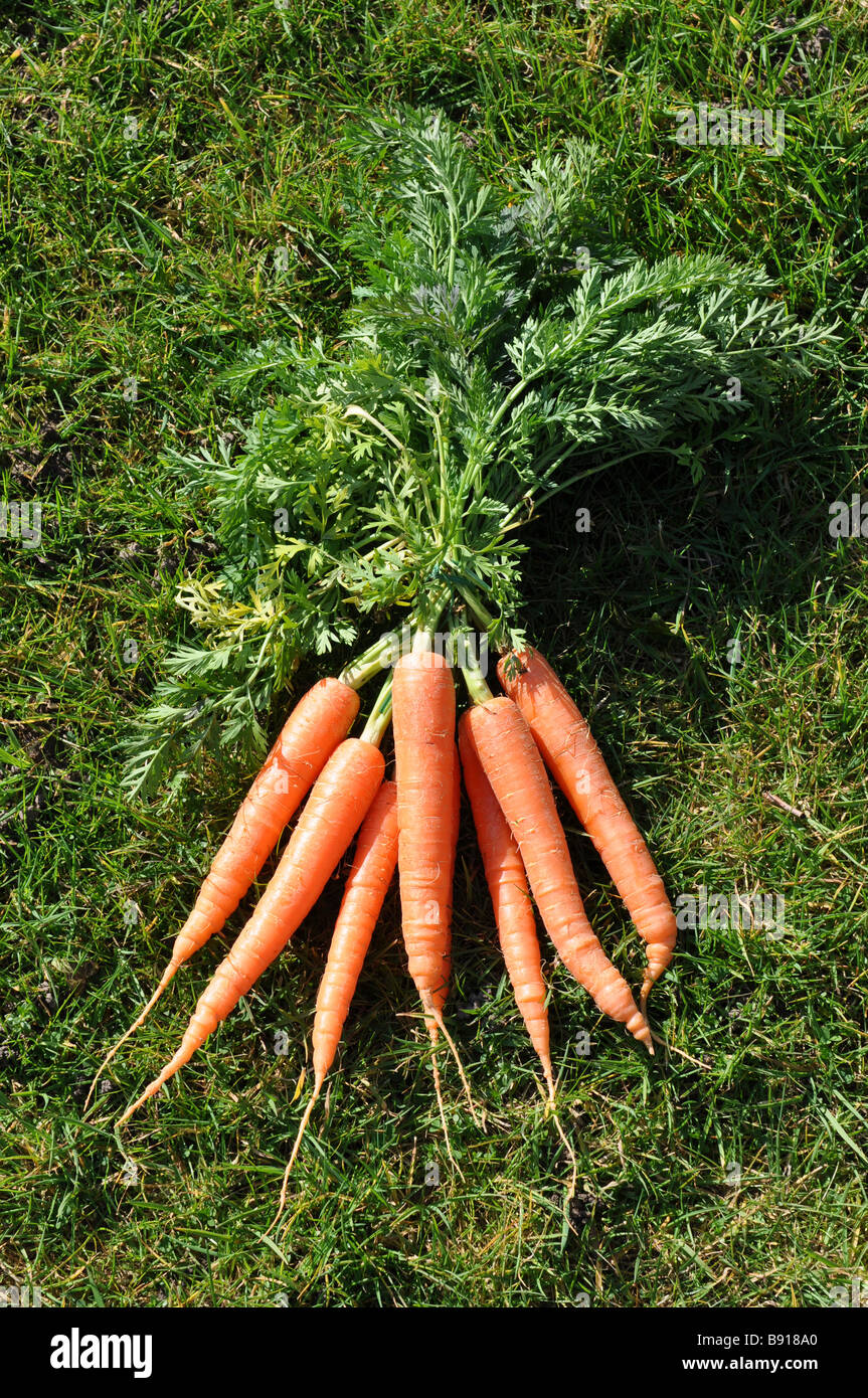Appena raccolto carote posa sull'erba Foto Stock