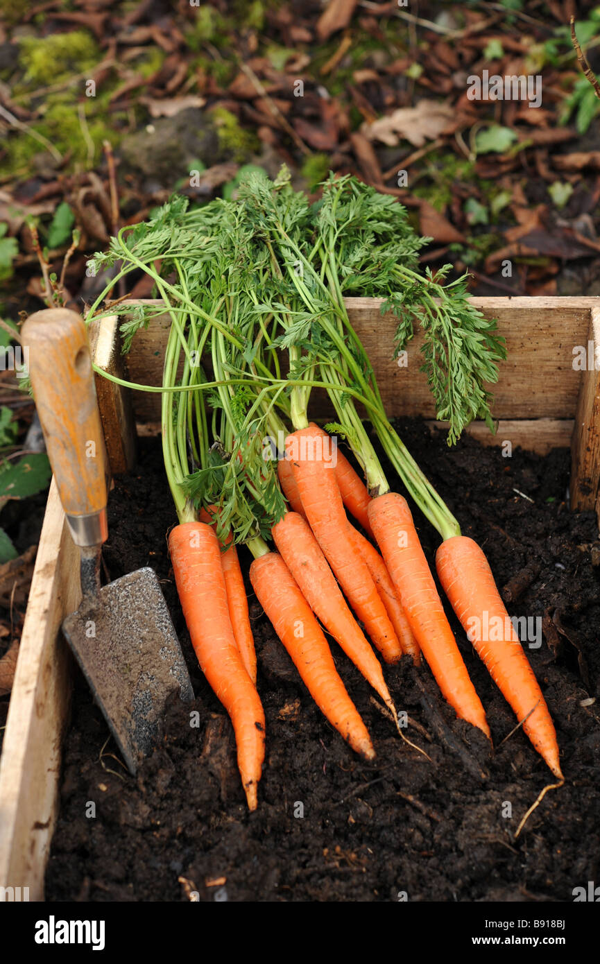 Le carote fresche che sono state appena scavato dalla patch vegetale Foto Stock