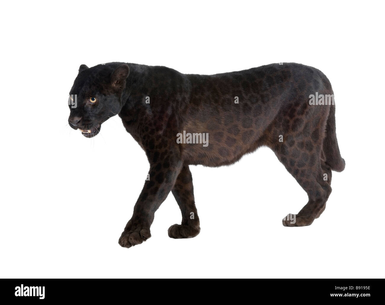 Leopardo nero 6 anni di fronte a uno sfondo bianco Foto Stock