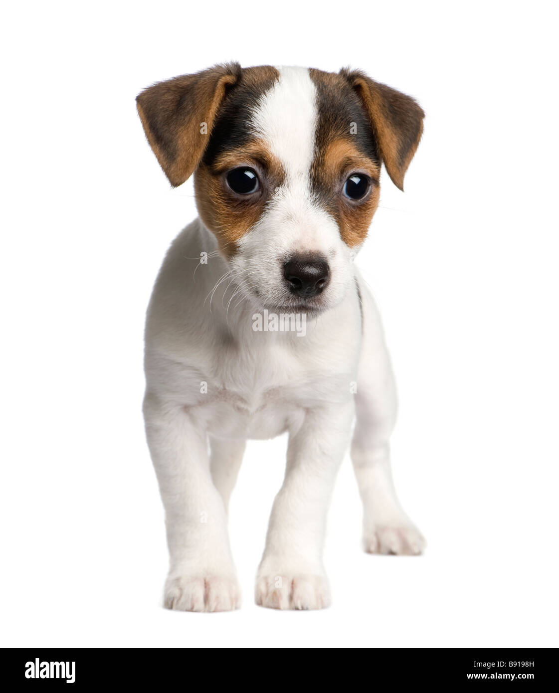 Cucciolo jack russell 8 settimane di fronte a uno sfondo bianco Foto Stock