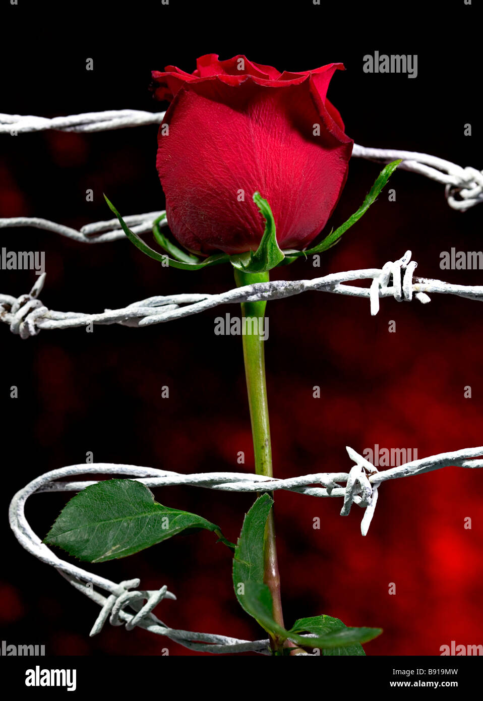 Ancora una vita di una rosa rossa e filo spinato Foto stock - Alamy