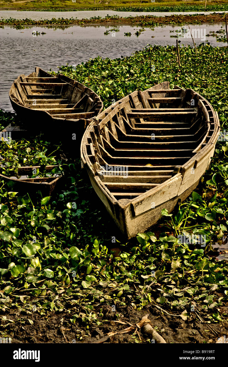 Barca in Magudi beel in alto Assam India Foto Stock