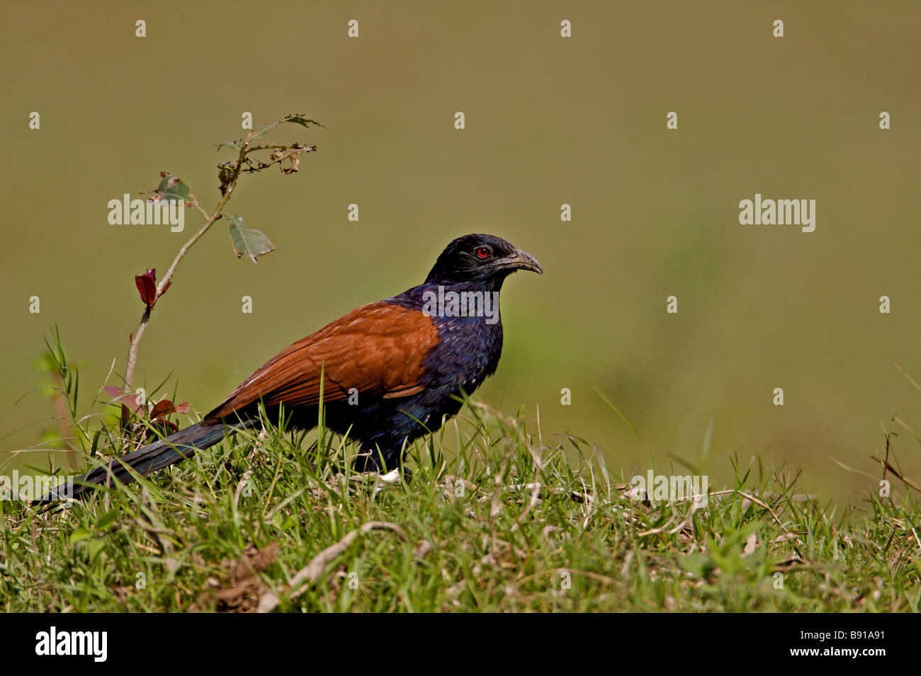 Maggiore Coucal o il corvo Fagiano Centropus sinensis Magudi in zone umide in Assam Foto Stock