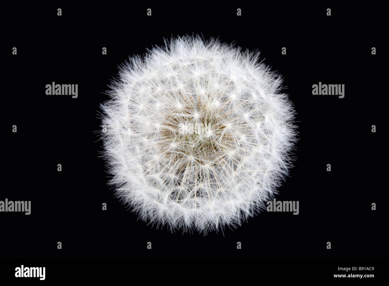 Completare tarassaco seme head su sfondo nero Foto Stock