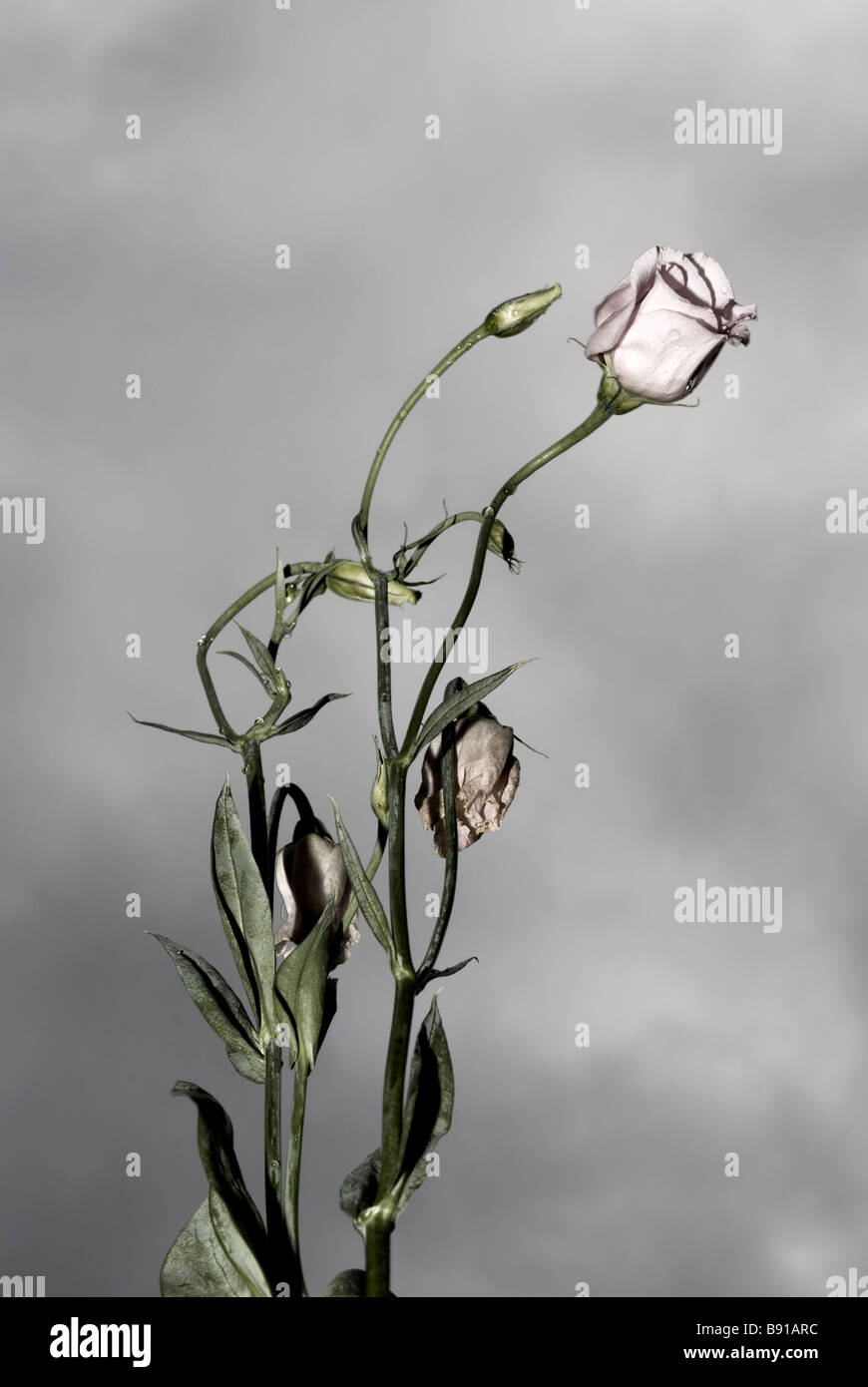 Lisianthus 2 Foto Stock