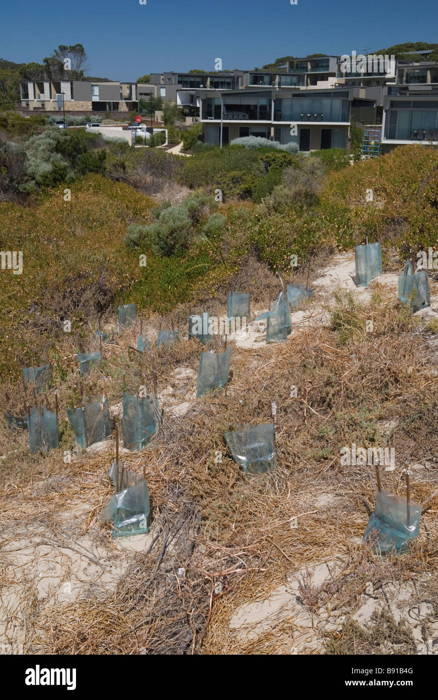 Dune di rivegetazione a Smiths Beach Australia Occidentale Foto Stock