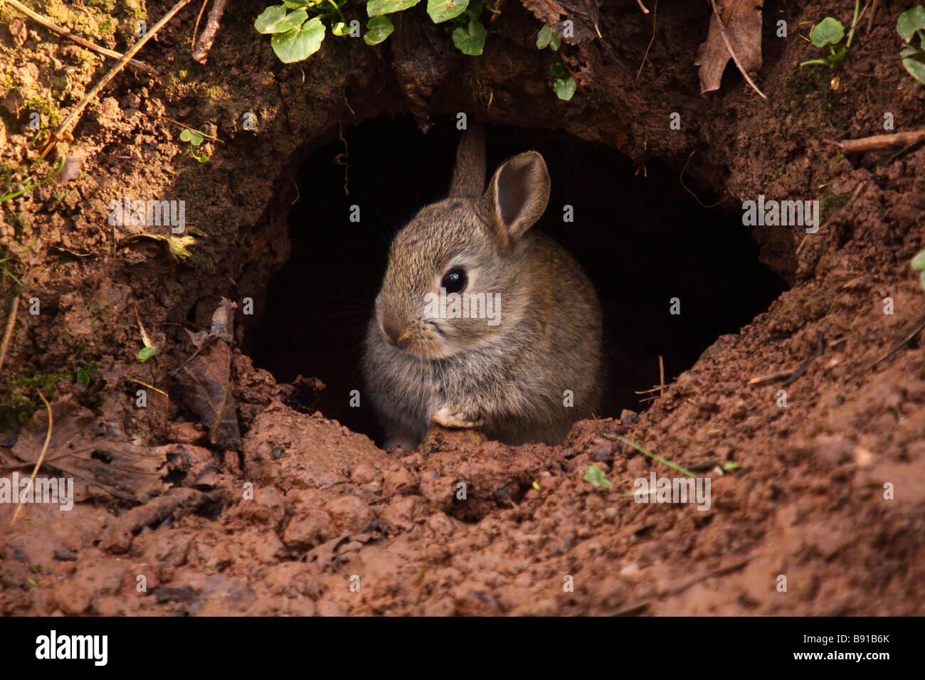Coniglio giovane nella bocca del suo burrow warren oryctolagus cuniculus Foto Stock