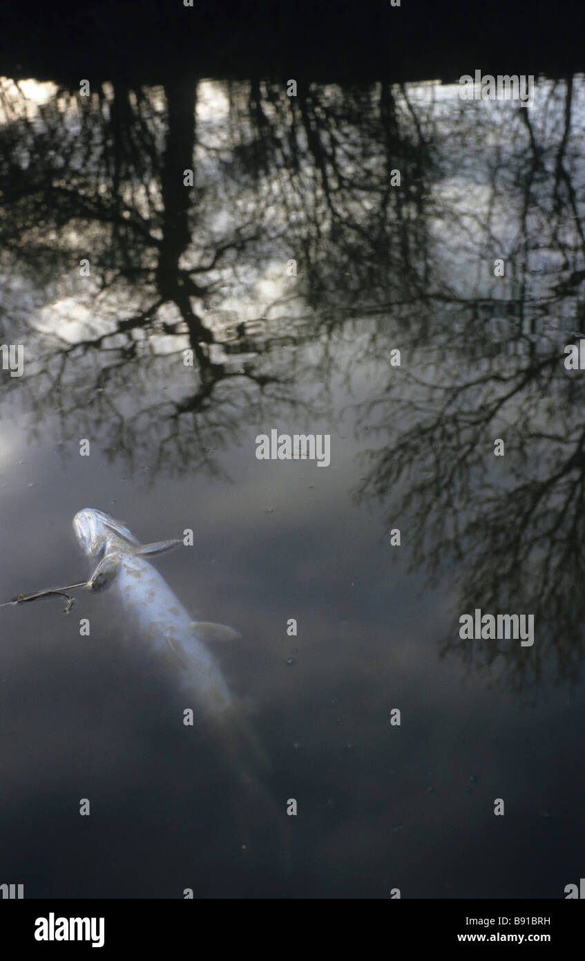 Un morto pike sul fiume Kennet Foto Stock