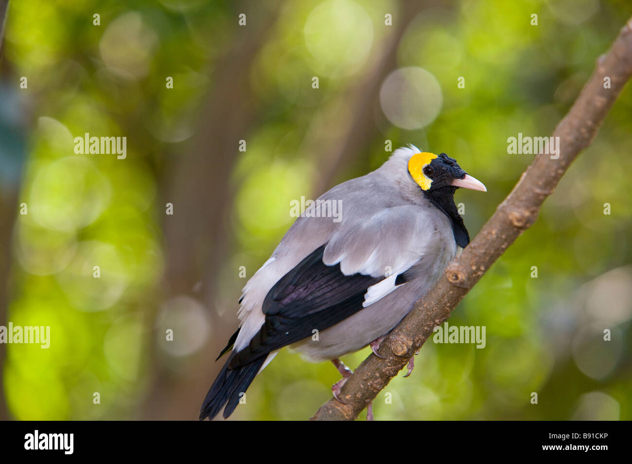 Wattled Starling Foto Stock