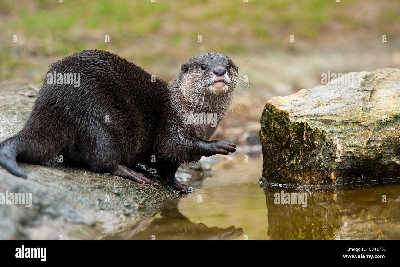 Oriental piccola artigliato Otter Aonyx cinerea noto anche come piccola asiatica artigliato Otter Foto Stock