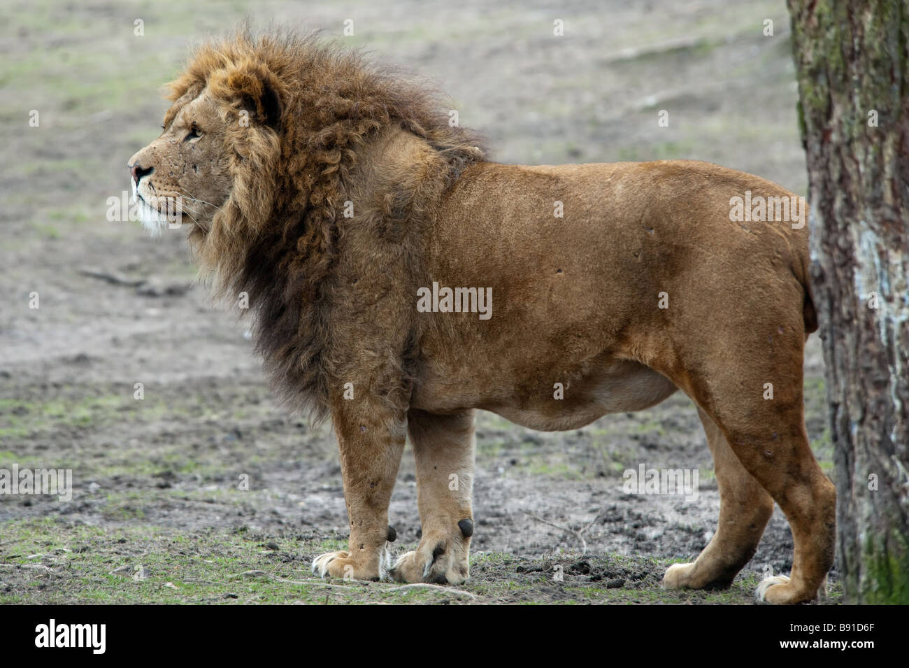 Primo piano di un grande maschio africano lion Foto Stock