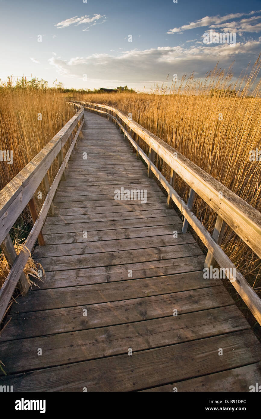Passerella in legno attraverso una zona umida della palude. Amaca Oak Marsh, Manitoba, Canada. Foto Stock