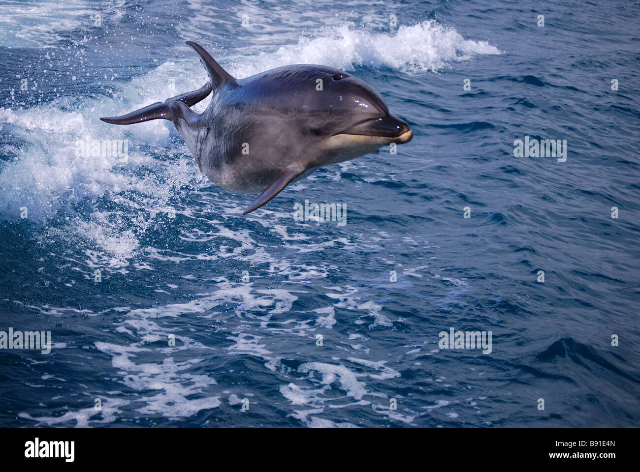 Dolphin jumping in barca scia, il Parco Nazionale Abel Tasman, Tasman District, Isola del Sud, Nuova Zelanda Foto Stock