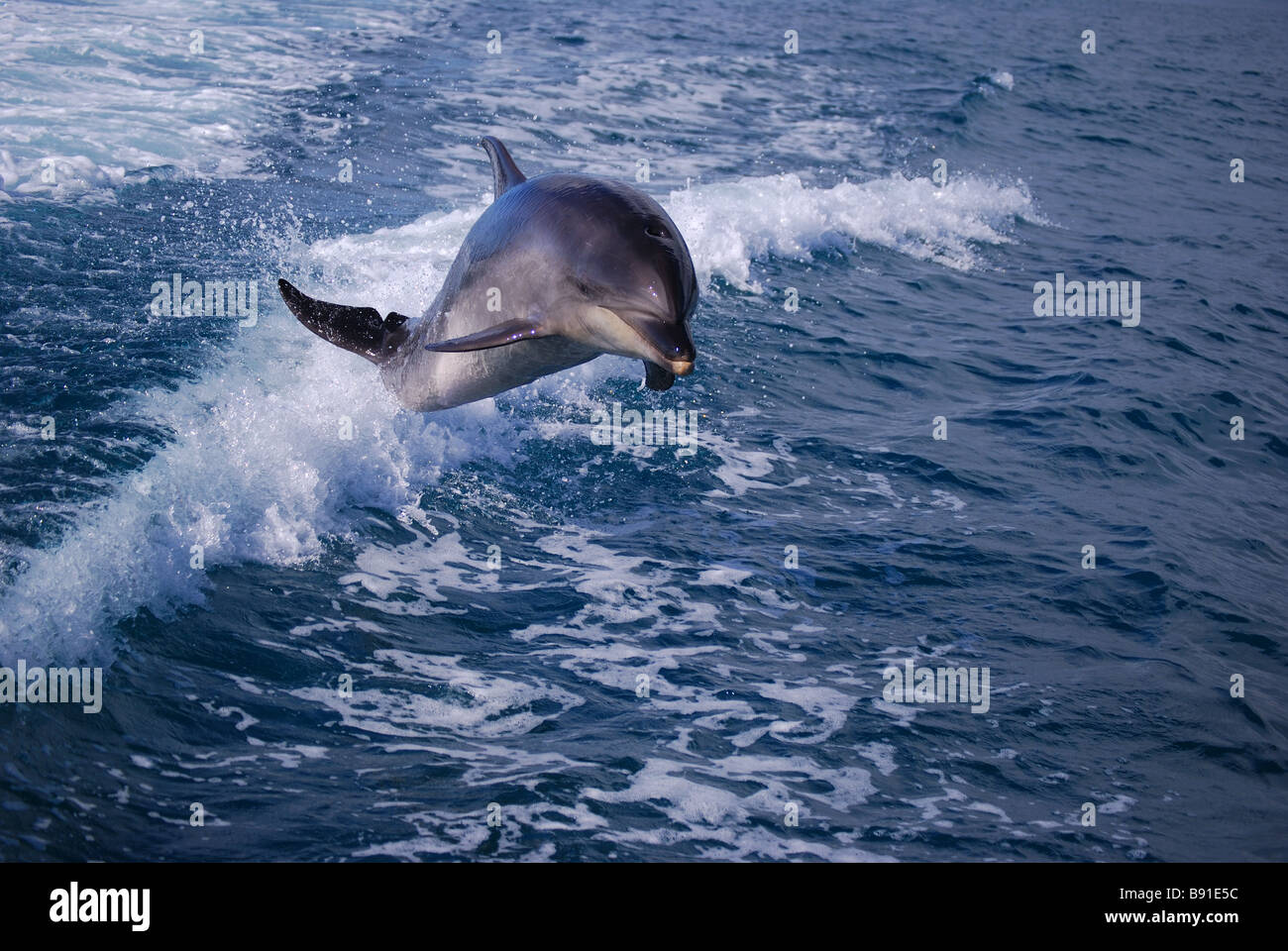 Dolphin jumping in barca scia, il Parco Nazionale Abel Tasman, Tasmania, Isola del Sud, Nuova Zelanda Foto Stock