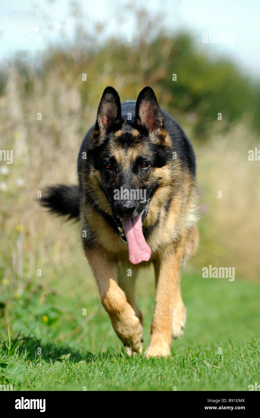 Alsaziano cane che corre verso Foto Stock