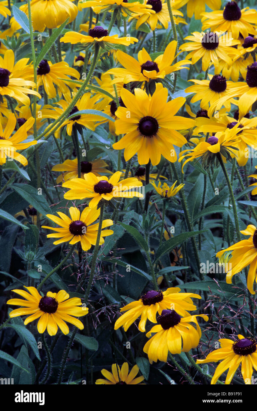 PATCH DI COLORE MARRONE-EYED SUSANS IN THEODORE WIRTH CITY PARK, Minneapolis, Minnesota. La fine dell'estate. Foto Stock