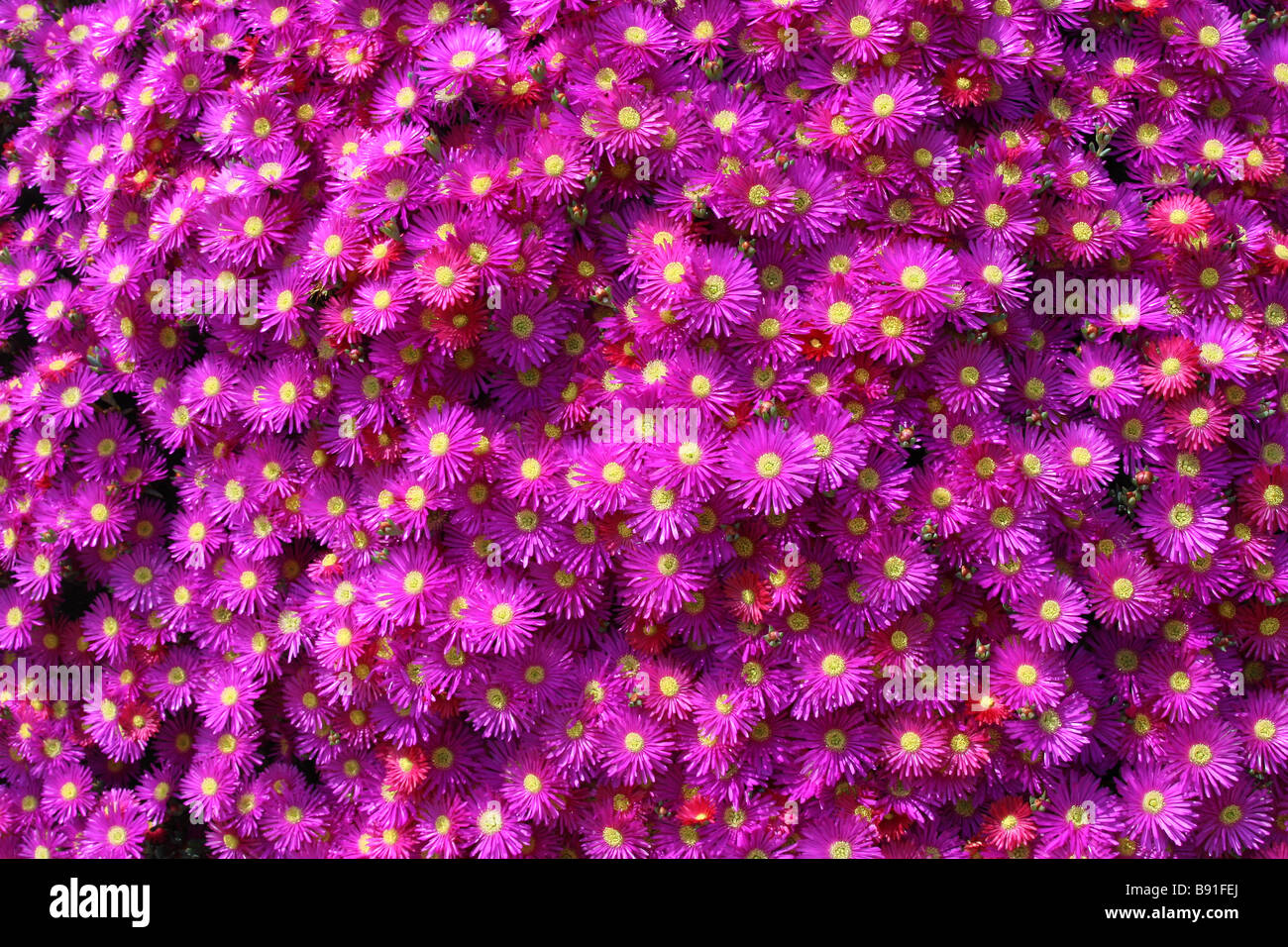 Lampranthus zeyheri in fiore su Tresco Isole Scilly Foto Stock