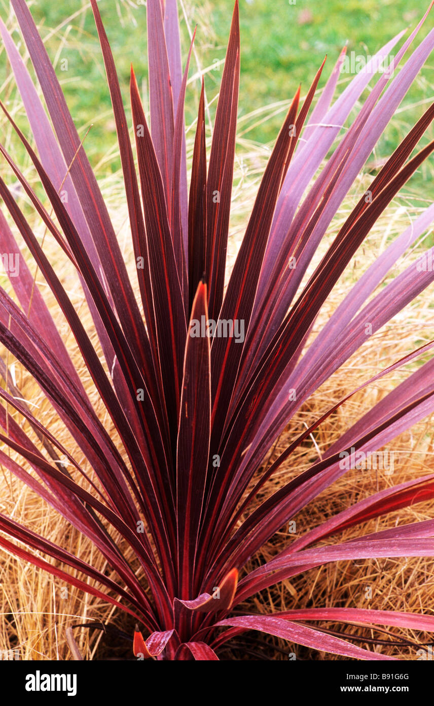 Cordyline australis "Stella Rossa" strutturale impianto di foglie di piante da giardino lascia cordylines Foto Stock