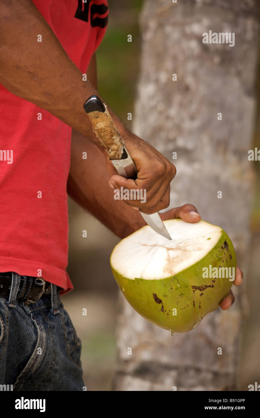 Giovane uomo Bajan apertura cocco fresco a gru "spiaggia", Barbados, 'West Indies' Foto Stock