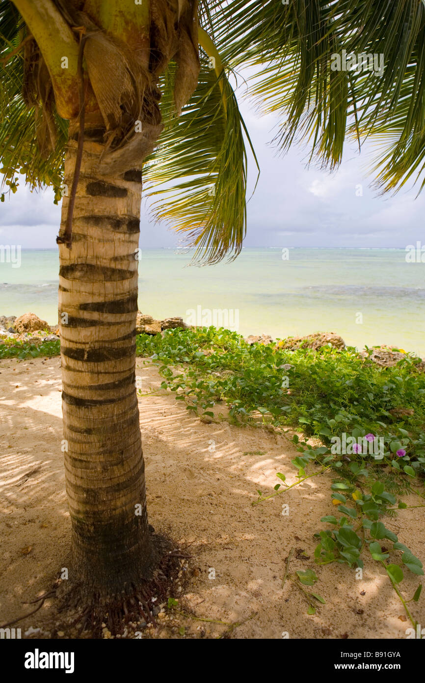 Blue Sky oltre oceano tropicale e Palm Tree sulla spiaggia, isola di Tobago, dei Caraibi Foto Stock