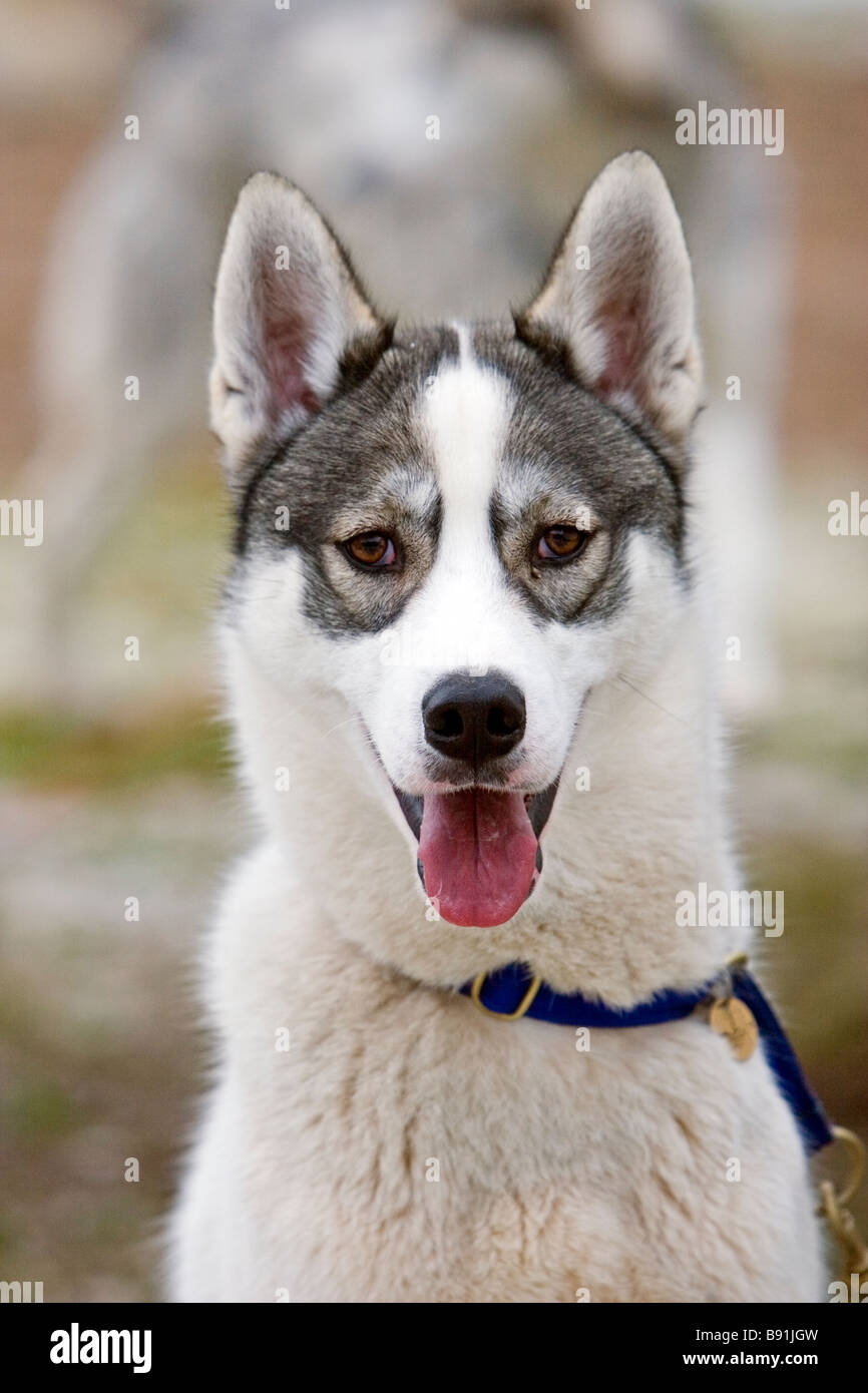 Ritratto di un husky Foto Stock
