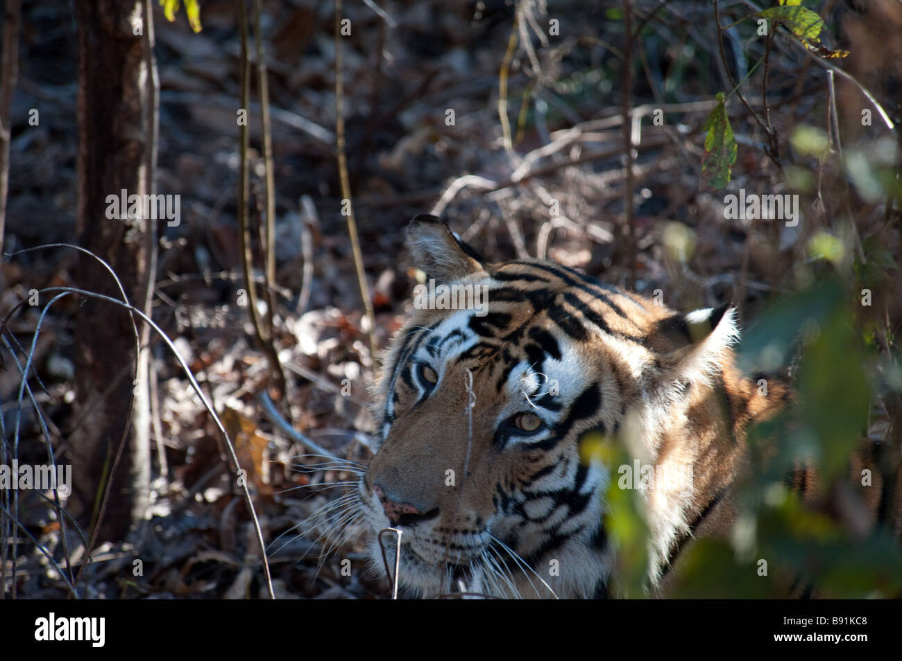 Colpo alla testa della tigre del Bengala - Panthera tigris tigris - Parco Nazionale di Kanha, Madhya Pradesh, India Foto Stock