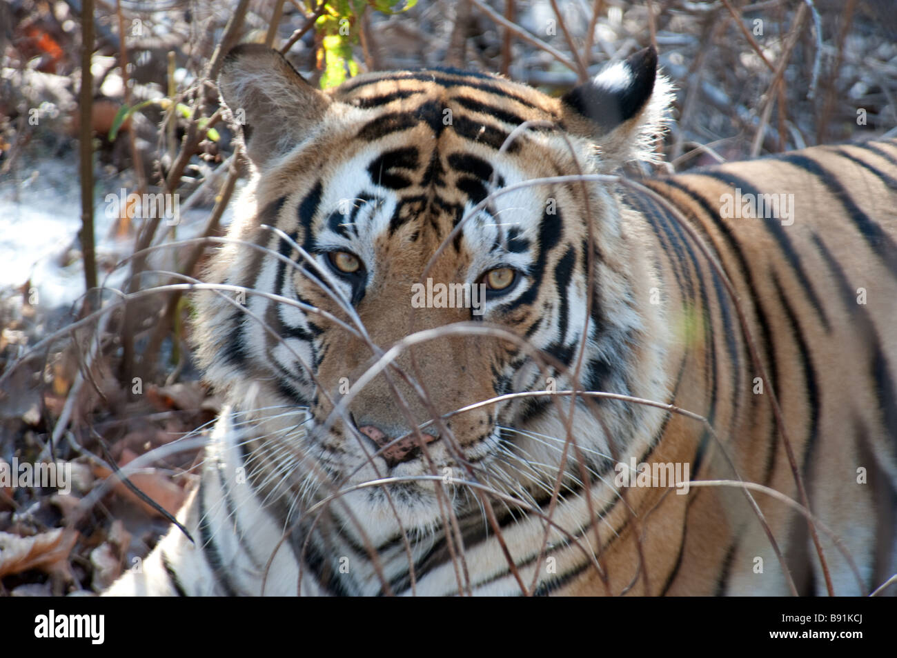 Close-up verticale di una tigre del Bengala nel Parco Nazionale di Kanha, Madhya Pradesh, India Foto Stock
