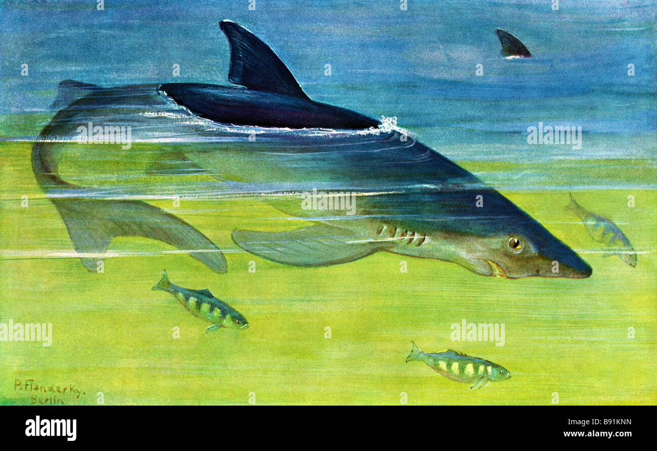 Il blue shark, Prionace glauca, secolo XIX illustrazione da Paolo Flanderky (1872-1937) Foto Stock