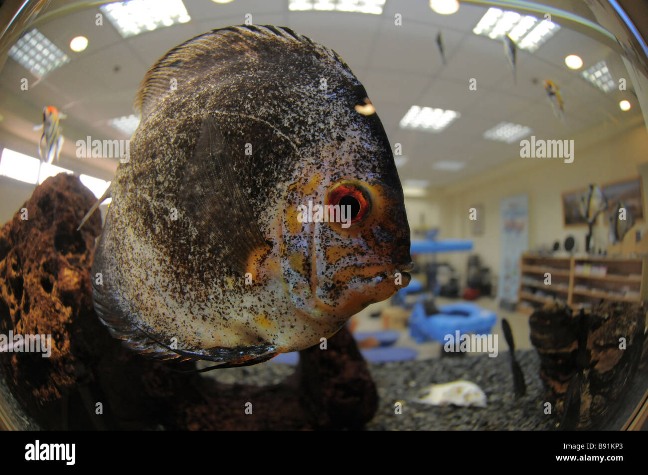 Discus Symphysodon di pesce in un acquario coperto Foto Stock