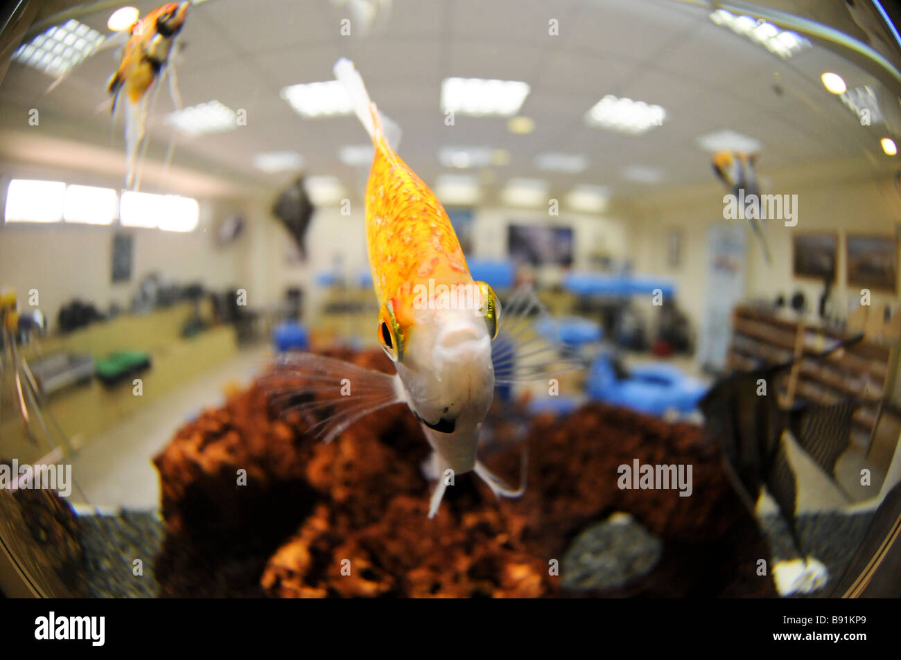 Angelfish Pterophyllum scalare in un acquario coperto Foto Stock