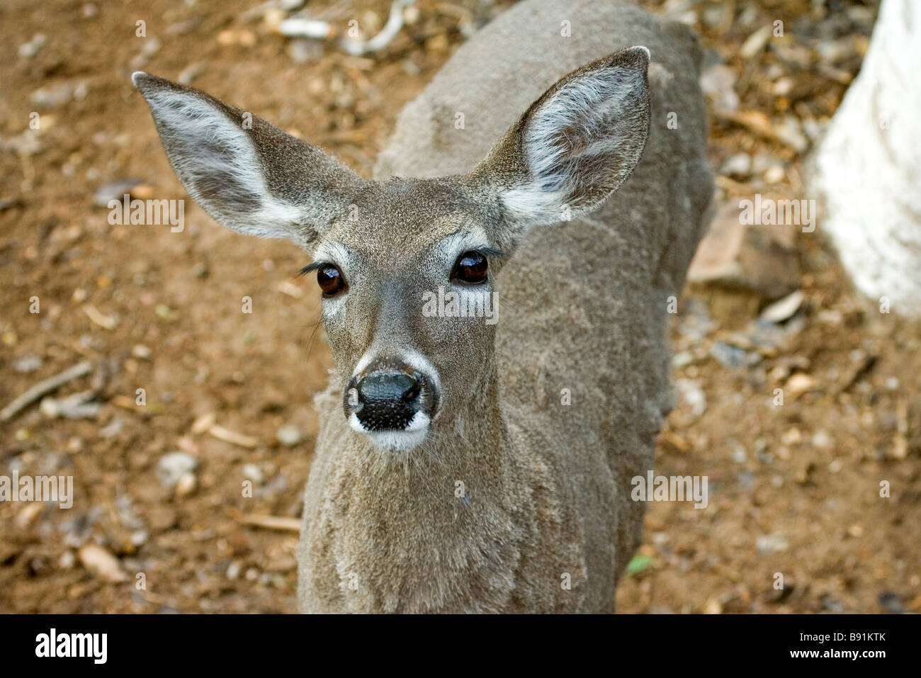 White-Tailed Deer Foto Stock