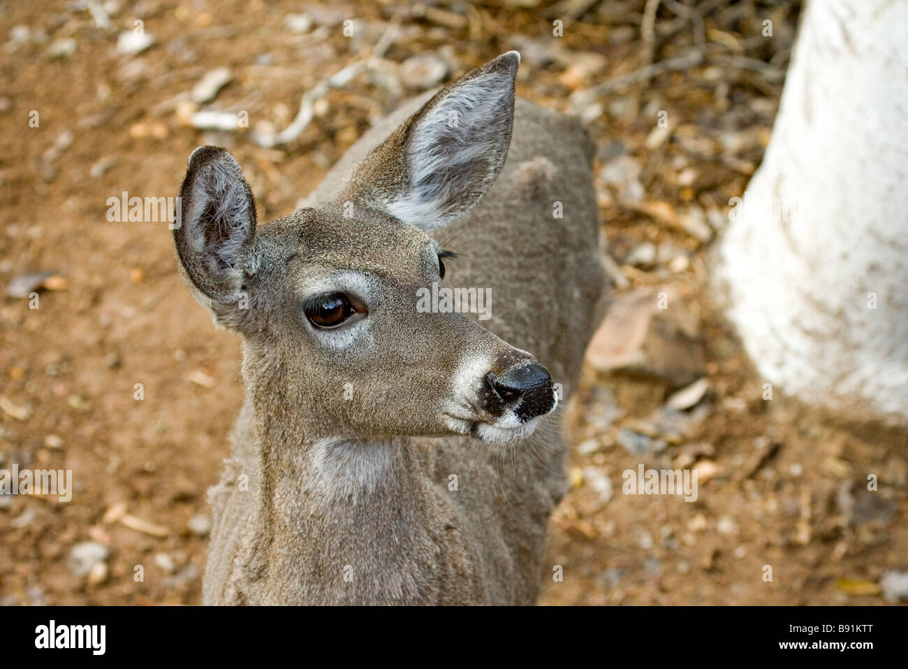 White-Tailed Deer Foto Stock