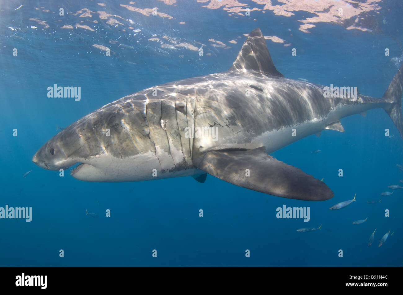 Il grande squalo bianco Carcharodon carcharias Guadalupe Island Baja California Messico Foto Stock