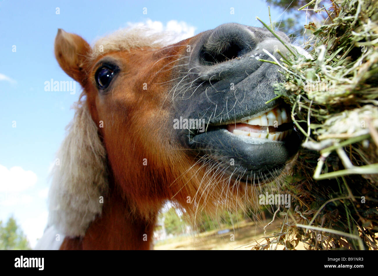 Cavallo di mangiare il fieno Foto Stock