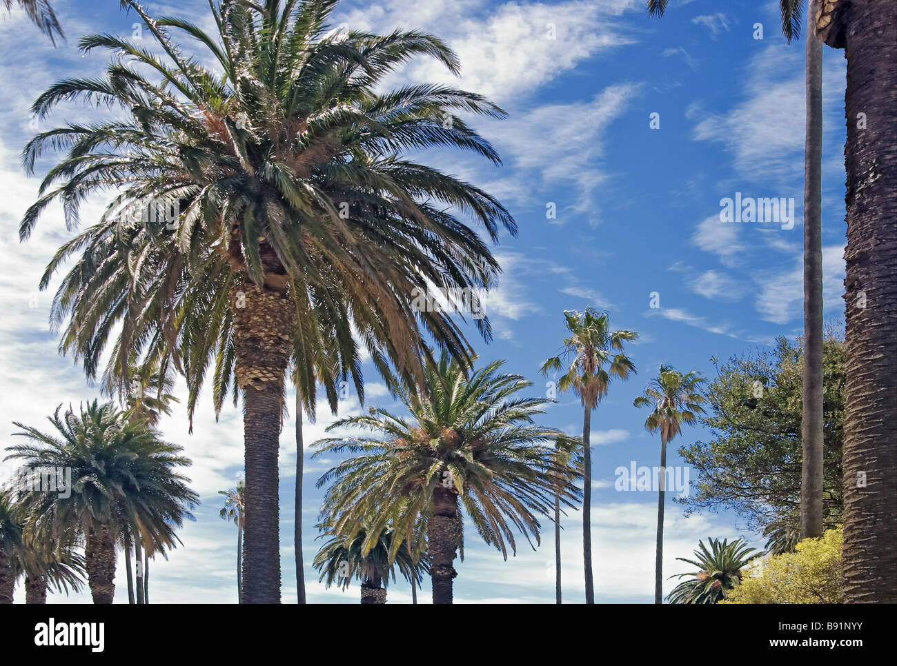 Grande immagine di alcune palme e cielo blu Foto Stock